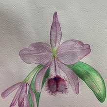 Mi Proyecto del curso: Ilustración botánica con acuarela Ein Projekt aus dem Bereich Traditionelle Illustration, Bildende Künste, Malerei, Zeichnung, Aquarellmalerei und Botanische Illustration von Maria Fernanda Hurtado - 27.04.2022