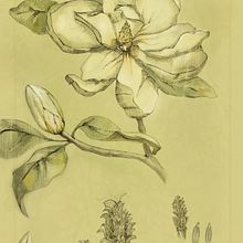 My project for course: Botanical Illustration: From Notebook to Print . Ilustrație tradițională, Schițe, Desen, Ilustrație botanică, Caiet de schițe & Ilustrație cu cerneală de Anastasia - 04.29.2022