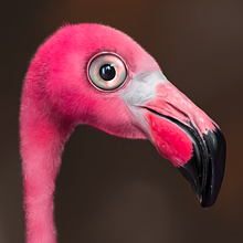 Mijn project van de cursus: Bedrijfsstrategie voor creatievelingen: verkoop je kunst online. Un proyecto de Ilustración tradicional, Consultoría creativa, Marketing, Ilustración digital, Gestión del Portafolio, Marketing Digital y Business de laura_doornink - 29.04.2022
