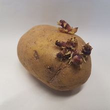 Von der Kartoffel zum Bild. Een project van Traditionele illustratie van Kai Möller - 01.05.2022