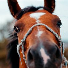 Equus. Een project van Fotografie van Joel Conesa - 02.05.2022