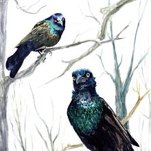 My project for course: Artistic Watercolor Techniques for Illustrating Birds. Traditional illustration, Watercolor Painting, Realistic Drawing, and Naturalistic Illustration project by Erin Johnson - 05.02.2022