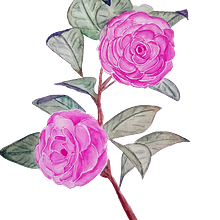 Mi Proyecto del curso: Ilustración botánica con acuarela. Traditional illustration, Fine Arts, Painting, Drawing, Watercolor Painting, and Botanical Illustration project by martacabrera62 - 05.07.2022