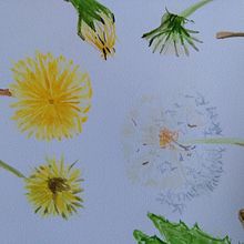 Paardenbloem, diente de léon, dandelion . Ilustrație tradițională, Arte plastice, Pictura, Desen, Pictură în acuarelă & Ilustrație botanică de miekejjager - 05.08.2022