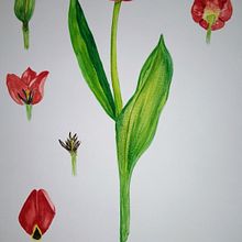 Mi proyecto del curso: Ilustración botánica con acuarela. Un progetto di Illustrazione tradizionale, Belle arti, Pittura, Disegno, Pittura ad acquerello e Illustrazione botanica di Cincia Korovaichuk - 11.05.2022