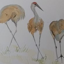 My projects for course: Illustrating Nature: A Creative Exploration. Un projet de Illustration traditionnelle, Peinture, Dessin, Aquarelle, Illustration à l'encre et Illustration naturaliste de Anne Tiwari - 17.05.2022
