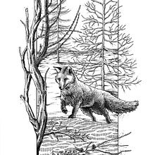 Proyecto final: Ilustración con tinta y plumilla: el mundo natural. Projekt z dziedziny Sketching,  R, sunek,  R, sunek art, st, czn, Sketchbook,  R, sunek atramentem, Ilustracja naturalist i czna użytkownika Erwin Sanchez - 17.05.2022