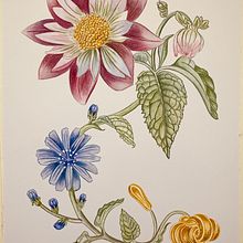 Mi proyecto del curso: Acuarela realista para composiciones botánicas. Traditional illustration, Painting, Drawing, Watercolor Painting, and Botanical Illustration project by Pili Guardiola - 05.19.2022