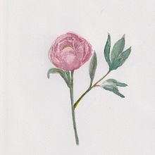 My project for course: Botanical Watercolor: Illustrate the Anatomy of Flowers. Traditional illustration, Fine Arts, Painting, Drawing, Watercolor Painting, and Botanical Illustration project by Savinee Montalampa - 05.19.2022