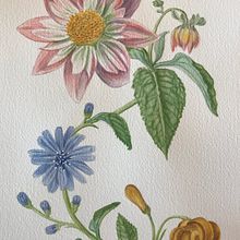 My project for course: Realistic Watercolor for Botanical Compositions. Traditional illustration, Painting, Drawing, Watercolor Painting, and Botanical Illustration project by Ingrid H - 05.15.2022