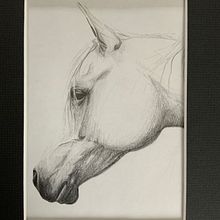 Arabian horse. Traditional illustration project by teresaexton - 05.22.2022