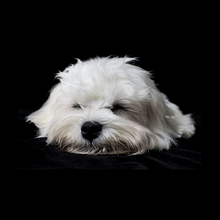 Mi proyecto del curso: Introducción a la fotografía de perros. Photograph, Portrait Photograph, Studio Photograph, Documentar, Photograph, Lifest, le Photograph & Interior Photograph project by Sonia - 05.22.2022