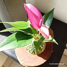 Meu projeto do curso: Kokedama: crie vasos naturais de musgo . % Karin Kremer tarafından hazırlanan Sanat ve El Sanatları, İç Tasarım, Pe, zaj Mimarisi, Dekoras, on, Kendin Yap, Ve Çiçek ve Bitki Tasarımı projesi - 05.12.2022