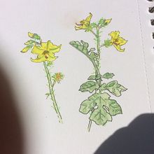 Wildflowers after wildfire. Traditional illustration project by marylroberts - 05.13.2022