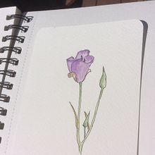 My project for course: Botanical Sketchbooking: A Meditative Approach. Traditional illustration, Sketching, Drawing, Watercolor Painting, Botanical Illustration, Sketchbook, and Painting project by marylroberts - 05.20.2022