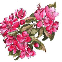 Mój projekt z kursu: Szkicownik botaniczny: ilustracja jako sztuka medytacji. Traditional illustration, Sketching, Drawing, Watercolor Painting, Botanical Illustration, and Sketchbook project by Joanna Zakrzewska - 05.24.2022