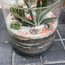 Mi proyecto del curso: Arte vegetal: crea tu propio terrario abierto. Interior Design, L, scape Architecture, Decoration, DIY, Floral, and Plant Design project by lopezap - 05.24.2022