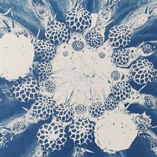 Il mio progetto del corso: Cianotipia: tecnica di stampa con la luce. Un proyecto de Artesanía, Bellas Artes, Estampación, DIY y Fotografía analógica de Ivana Marcatto - 25.05.2022