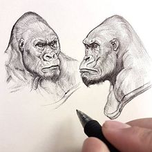 Mi proyecto del curso: Ilustración naturalista con bolígrafo. Un proyecto de Ilustración tradicional, Dibujo, Dibujo realista e Ilustración naturalista				 de Black Koverage - 27.02.2022