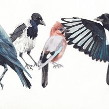 My project for course: Artistic Watercolor Techniques for Illustrating Birds. Traditional illustration, Watercolor Painting, Realistic Drawing, and Naturalistic Illustration project by astridcoxon - 05.25.2022