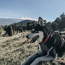 Mi proyecto del curso: Fotografía lifestyle de perros. Projekt z dziedziny Fotografia, Fotografia portretowa, Fotografia na Instagram, Fotografia dokumentalna,  Fotografia lifest i le użytkownika Diana Laura Rosas - 25.05.2022