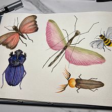 My project for course: Naturalist Journaling with Watercolor. Traditional illustration, Watercolor Painting, Botanical Illustration, Sketchbook, and Naturalistic Illustration project by Catalina Ionescu - 05.24.2022