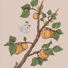 Apricots & Butterfly. Traditional illustration, and Graphic Design project by Jesika - 02.03.2022
