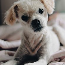Mi proyecto del curso: Fotografía lifestyle de perros . % Ixchel Aguilar tarafından hazırlanan Fotoğrafçılık, Portre Fotoğrafçılığı, Instagram Fotoğrafçılığı, Belgesel Fotoğrafçılık, Ve Yaşam Tarzı Fotoğrafçılığı projesi - 05.28.2022