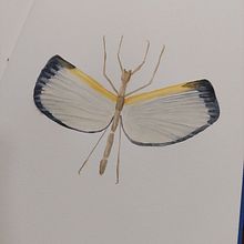Mi proyecto del curso: Diario naturalista en acuarela. Un proyecto de Ilustración tradicional, Pintura a la acuarela, Ilustración botánica, Sketchbook e Ilustración naturalista				 de Ana Bondioli - 29.05.2022