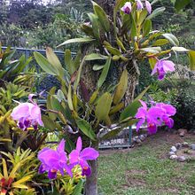 Creando el patio de mis sueños Ein Projekt aus dem Bereich L und schaftsbau von Marcela Rodriguez - 28.05.2022