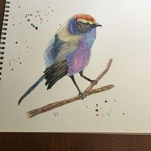 My project for course: Artistic Watercolor Techniques for Illustrating Birds. Ilustração tradicional, Pintura em aquarela, Desenho realista e Ilustração naturalista projeto de childscheryl - 31.05.2022