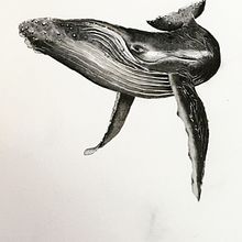Il mio progetto del corso: Tecniche di illustrazione naturalistica: balene ad acquerello . % lusi tarafından hazırlanan Geleneksel illüstras, on, Poster Tasarımı, Dijital İllüstras, on, Ve Manga projesi - 06.01.2022