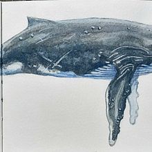 My project for course: Naturalist Illustration Techniques: Whales in Watercolor. Traditional illustration, Poster Design, and Digital Illustration project by Esther Middel - 06.02.2022