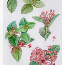 Projeto do curso "Aquarela Botânica: ilustre a anatomia das flores" Ein Projekt aus dem Bereich Traditionelle Illustration, Bildende Künste, Malerei, Zeichnung, Aquarellmalerei und Botanische Illustration von Gabriela Zogbi - 31.05.2022