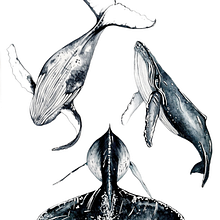 Mi proyecto del curso: Técnicas de ilustración naturalista: ballenas en acuarela. Projekt z dziedziny Trad, c, jna ilustracja, Design,  Sztuki piękne,  Malarstwo,  R, sunek, Malowanie akwarelą, R, sunek realist, czn, Ilustracja naturalist i czna użytkownika Delia Sepulveda Pizarro - 02.06.2022