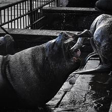 Desayuno en el mercado fluvial de Valdivia. Un progetto di Fotografia digitale, Fotografia all'aperto e Fotografia documentaria di Paula Mateu - 04.06.2022