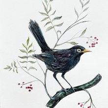 Vogel voor vogel - Bird by bird project. Een project van Traditionele illustratie van Laury Persoon - 04.06.2022