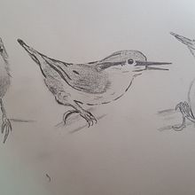 Mein Kursprojekt: Illustriere Vögel mit expressiven Aquarelltechniken. Een project van Traditionele illustratie, Aquarelschilderen, Realistische tekening y Naturalistische illustratie van Kai Möller - 04.06.2022