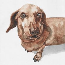 Pet Portraits. Projekt z dziedziny  Sztuki piękne i Malowanie akwarelą użytkownika Alanie Botha-Austin - 13.01.2021