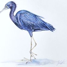 Mi proyecto del curso: Ilustración naturalista de aves con acuarela. Un proyecto de Ilustración tradicional, Pintura a la acuarela, Dibujo realista e Ilustración naturalista				 de Alessandro GR - 05.06.2022