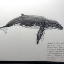 My project for course: Naturalist Illustration Techniques: Whales in Watercolor. Traditional illustration, Poster Design, Digital Illustration, and Manga project by carolelstewart - 06.06.2022