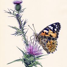 My project for course: Naturalist Illustration with Ballpoint Pen . Traditional illustration, Drawing, Realistic Drawing, and Naturalistic Illustration project by brittawagner - 06.06.2022