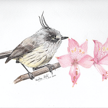 Cachudito y alstroemerias. Design, and Traditional illustration project by Cristóbal Morales Z. - 06.08.2022