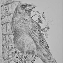 My project for course: Dip Pen and Ink Illustration: Capturing The Natural World. Sketching, Drawing, Artistic Drawing, Sketchbook, Ink Illustration, and Naturalistic Illustration project by Harper Court - 06.09.2022