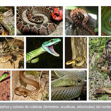 El reino de las serpientes. Writing, Stor, telling, Narrative, Fiction Writing, and Creative Writing project by Cristian Cevallos - 05.30.2022