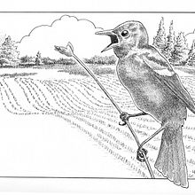 My project for course: Dip Pen and Ink Illustration: Capturing The Natural World. Un projet de Esquisse , Dessin, Dessin artistique, Carnet de croquis, Illustration à l'encre et Illustration naturaliste de friendlyfox18 - 11.06.2022