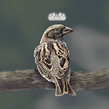 Sparrow Queen. Traditional illustration project by Amber Adendorff - 06.13.2022