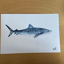 Tigershark. Een project van Traditionele illustratie, Posterontwerp, Digitale illustratie y Manga van peninna_moertl - 13.06.2022