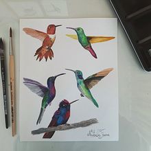 Mi proyecto del curso: Acuarela artística para ilustración de aves. Un progetto di Illustrazione tradizionale, Pittura ad acquerello, Disegno realistico e Illustrazione naturalistica di Nathalia Freire Iturriaga - 14.06.2022