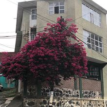 The bugambilia house. Xalapa. Veracruz. Mexico. Second Try!. Sketching, Drawing, Architectural Illustration, Sketchbook & Ink Illustration project by pablomotl - 06.14.2022